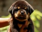 Rottweiler Puppy