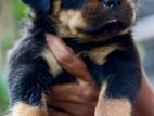 Rottweiler Puppy