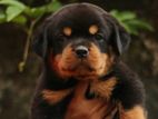 Rotweiler Puppy