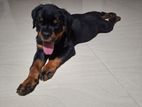 Rottweiler Puppy