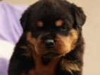 Rottweiler Puppy
