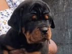 Rottweiler puppy