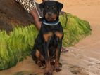 Purebred Rottweiler Puppy
