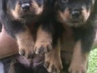 Rottweiler Puppies