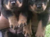 Rottweiler Puppies