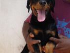 Rottweiler Puppy