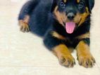 rottweiler puppy for sale