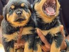 Rottweiler Puppy