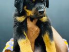 Rottweiler Puppy