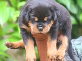 Rottweiler Puppy