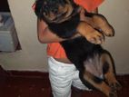 Rottweiler Puppy