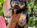 Rottweiler Puppy