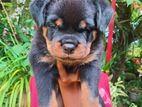 Rottweiler Puppies