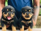 Rottweiler Puppy