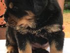 Rottweiler Puppy