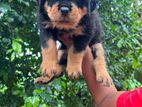 Rottweiler Puppy