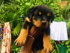 Rottweiler Puppy