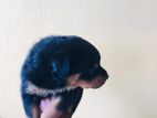 Rottweiler Puppy