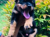 Rottweiler Puppy