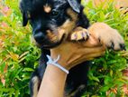 Rottweiler Puppy