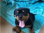 Rottweiler Puppy