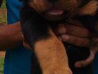 Rottweiler Puppy