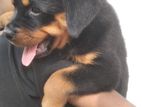 Rottweiler Puppies