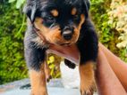 Rottweiler Puppy