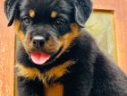 Rottweiler Puppy