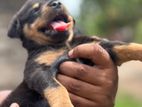 Rottweiler Female Puppy
