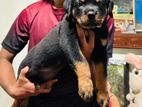 Rottweiler Puppy