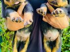 Rottweiler Puppy