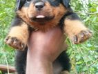 Rottweiler Puppy