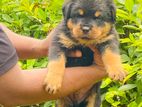 Rottweiler Puppy