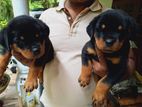 Rottweiler Puppy