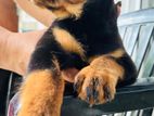 Rottweiler Puppy