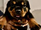 Rottweiler Puppy