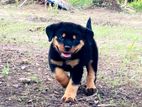 Rottweiler puppy