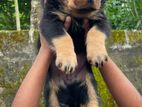 Rottweiler Puppy