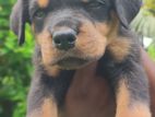 Rottweiler Puppies