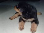 Rottweiler Puppy