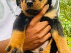 Rottweiler Puppy