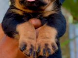 Rottweiler Puppy