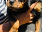 Rottweiler Puppy