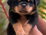 Rottweiler Puppy