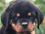 Rottweiler Puppy