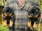 Rottweiler Puppies