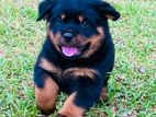 Rottweiler Puppies