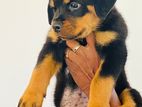 Rottweiler Puppy