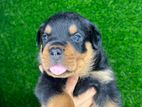 Rottweiler Puppy